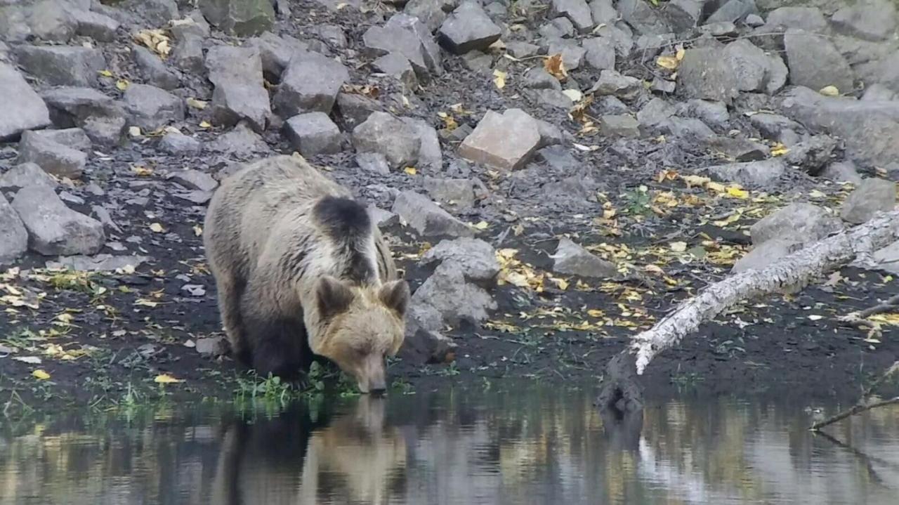 Camping La Zarapica - Palacios Del Sil Zewnętrze zdjęcie